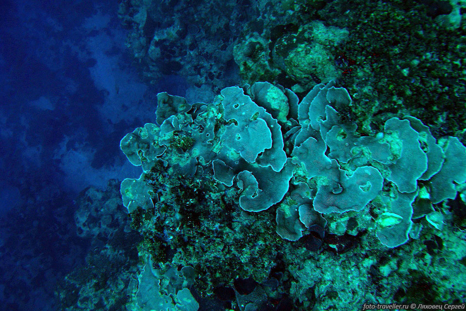 Пластинчатая эхинопора (Echinopora lamellosa, Lamellose hedgehog 
coral).