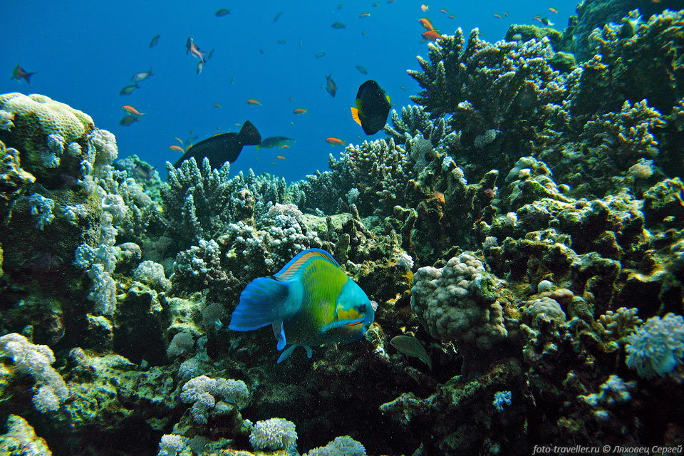 Рыба-попугай грызет коралл