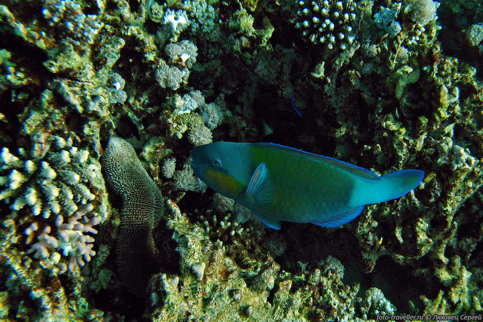 Разноцветный попугай (Chlorurus sordidus, Daisy parrotfish).
Рыба Попугай (Parrotfish) относится к семейству Scaridae.