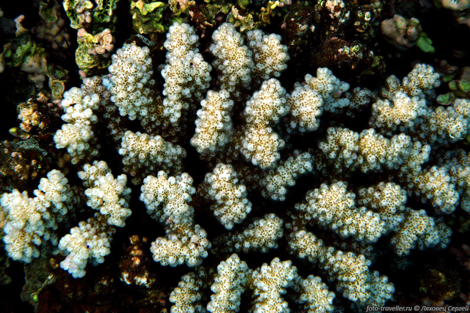Мелкокустарниковая эхинопора (Echinopora fruticulosa, Fruticulose 
hedgehog coral).