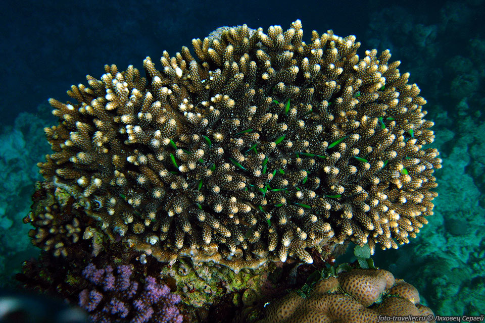 Зеленые рыбки прячутся среди веток коралла