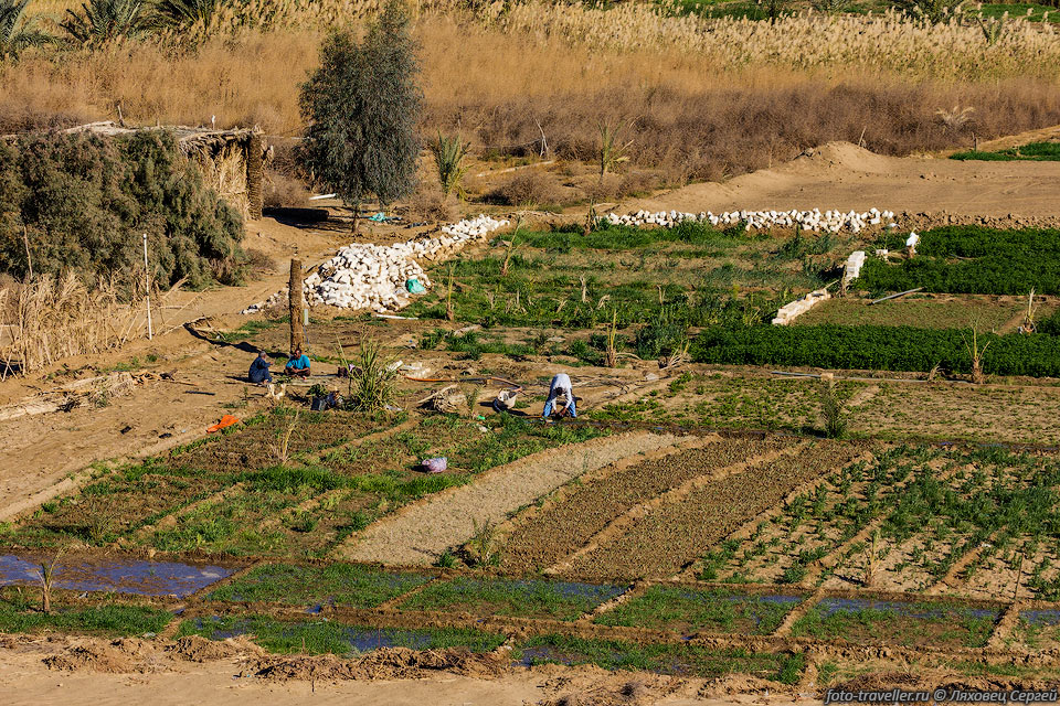 Огород в оазисе Бахария (Эль-Вахат Эль-Бахария, Bahariya Oasis).