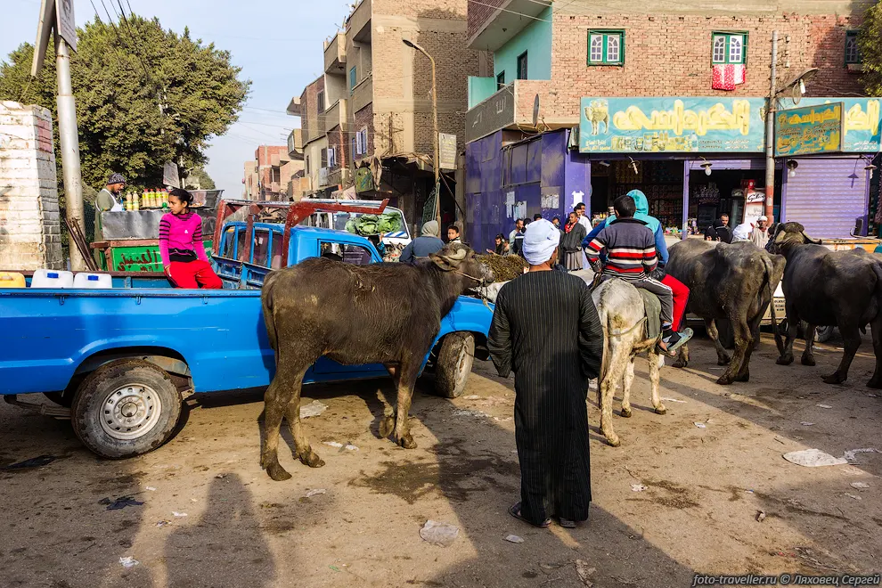 Очень интересна долина Нила (Nile Valley), в первую очередь жизнью
людей