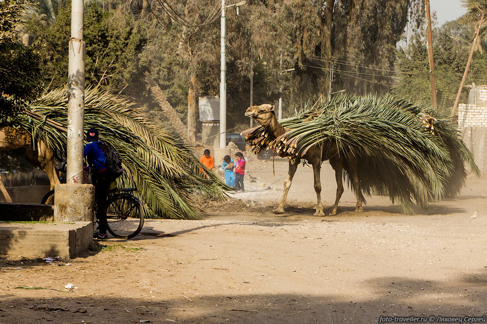 Перевозка листьев пальм на верблюдах