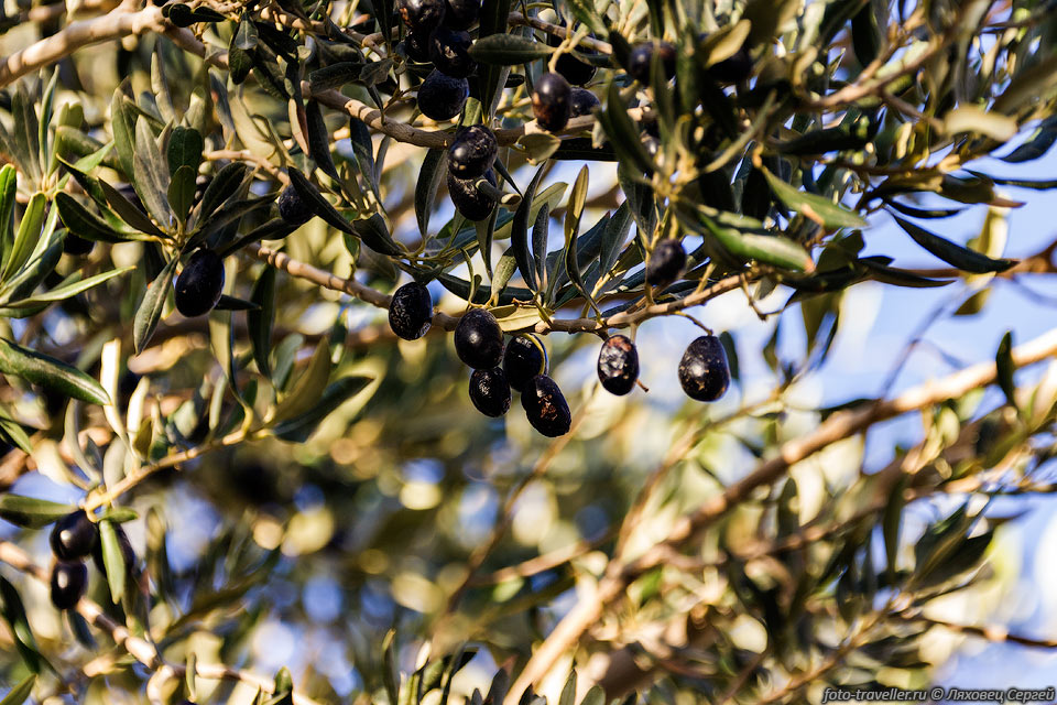 Маслины (Черные оливки)
