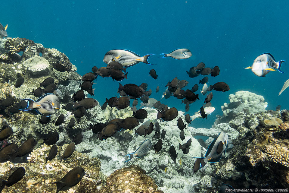 Коралловые рыбки возле Шарм Эль Нага