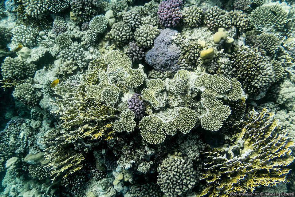Кораллы живые и их много