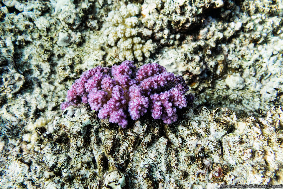 Фиолетовый коралл