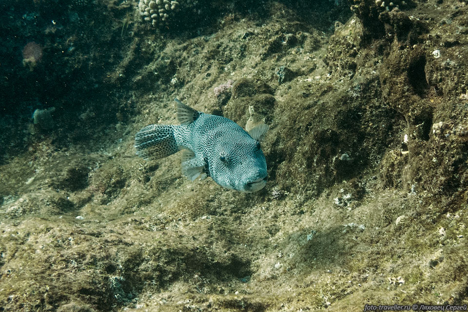  Звёздчатый иглобрюх (Arothron stellatus, Stellate puffer 
fish, Starry puffer, Starry toadfish) -
вид лучепёрых рыб из семейства иглобрюхих, 
самые крупные рыбы семейства.