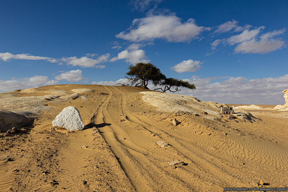 Дерево Акация (Acacia tree) в Белой пустыне