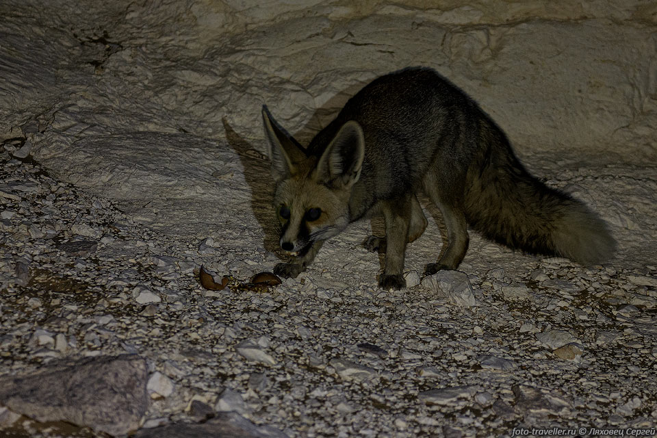 Вечером к нам пришла песчаная лисица (Vulpes rueppellii, Rüppell's 
sand fox) полакомиться выброшенным разбитым яйцом.
Название дано в честь немецкого зоолога Эдуарда Рюппеля (1794-1884).
