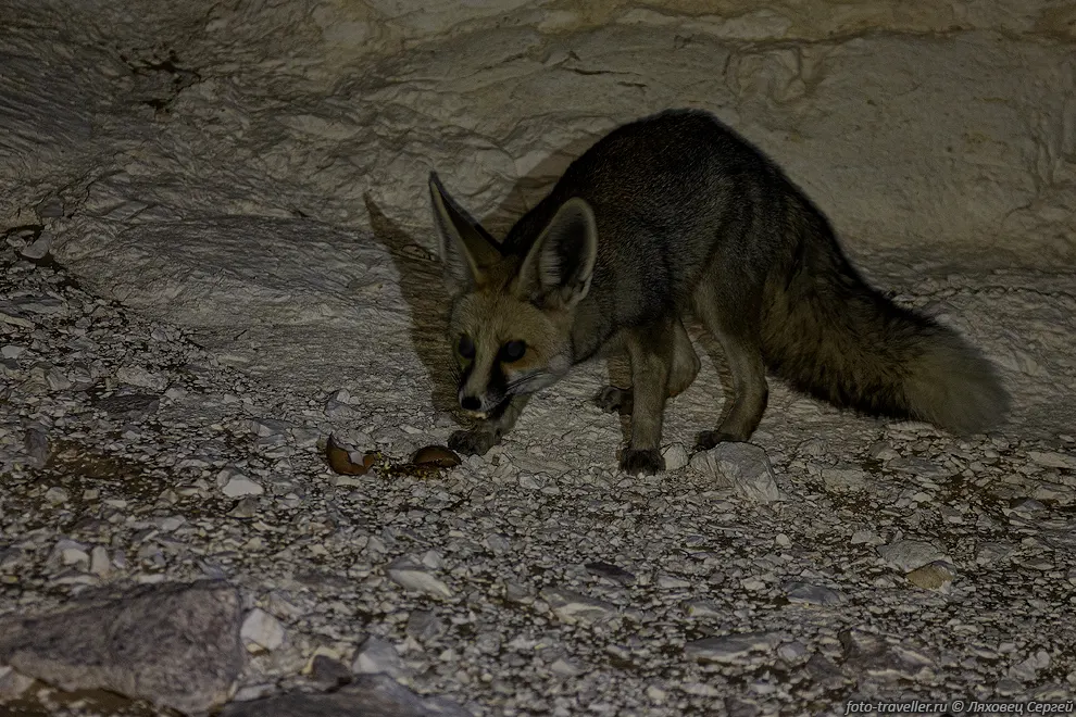 Вечером к нам пришла песчаная лисица (Vulpes rueppellii, Rüppell's
sand fox) полакомиться выброшенным разбитым яйцом.
Название дано в честь немецкого зоолога Эдуарда Рюппеля (1794-1884).