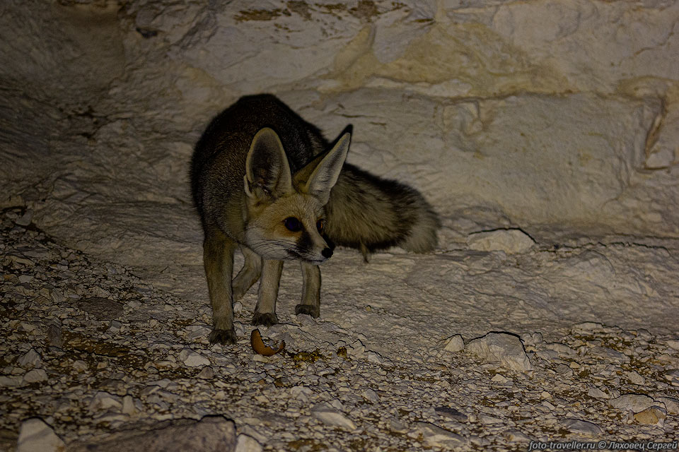 Песчаная лисица встречается в пустыне Сахара, от Марокко и Туниса 
до Египта и Сомали.