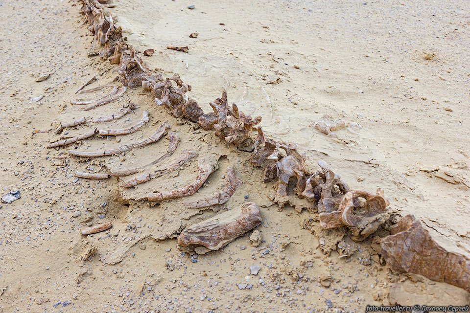 Кости древнего кита - дорудона (Dorudon atrox whale) в Вади эль-Хитан.