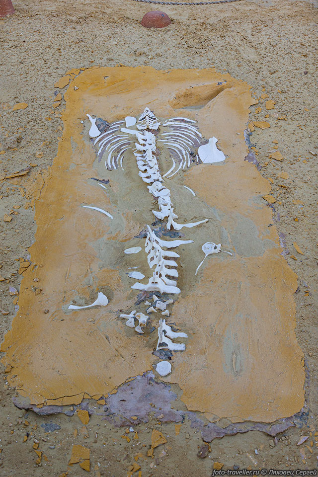 Кости древней морской коровы (Sirenia) в Вади эль-Хитан.