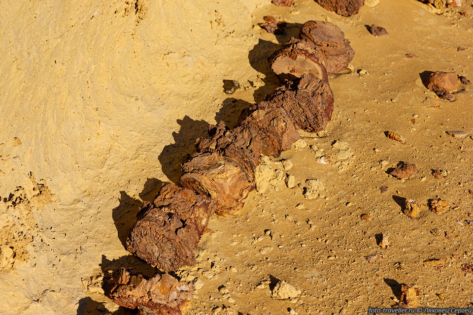 Окаменевшие кости гребенчатого пилорыла или обыкновенного пилорыла 
(Pristis pectinata, Short-toothed Sawfish) в Вади эль-Хитан.