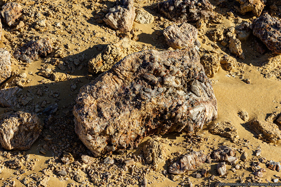 В Вади эль-Хитан есть окаменевшее бревно, полное окаменелостей 
трубчатых корабельных червей (Burrows of wood-digesting Teredo).