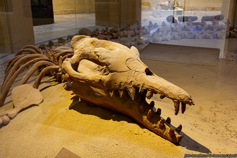 Самый большой скелет базилозавра расположен в музее Вади эль-Хитан 
(Largest Intact skeleton of Basilosaurus whale)