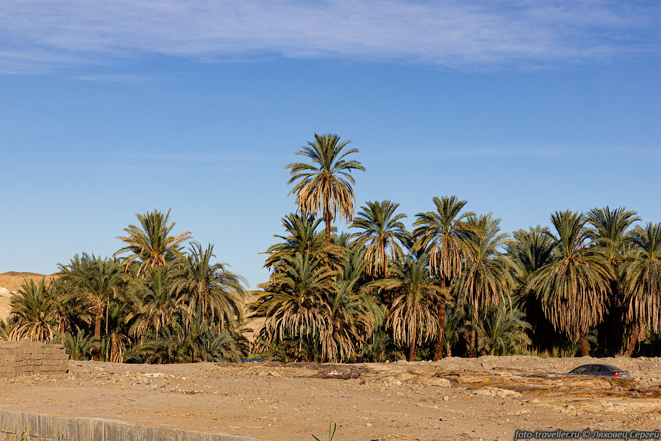 Пальмовый лес возле Нила