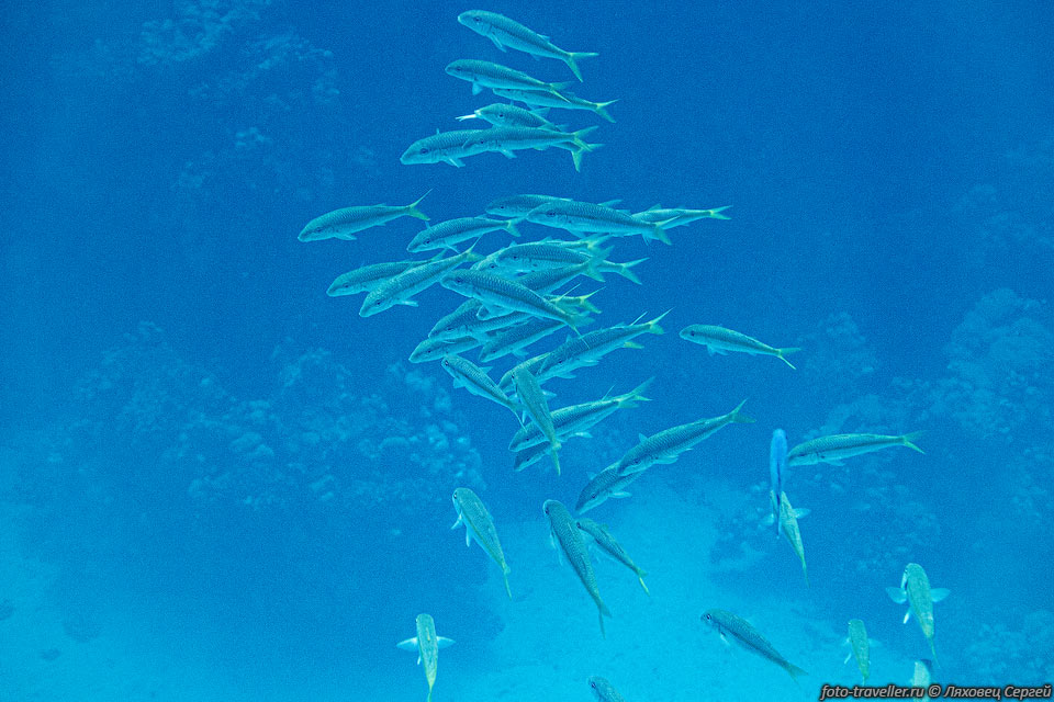 Стая рыбок на рифе Лайтхаус в Дахабе