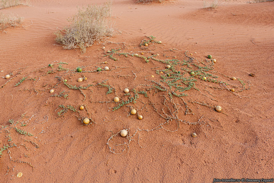 Дикие арбузы (Арбуз колоцинт, колоквинт, Citrullus colocynthis) 
в пустыне.