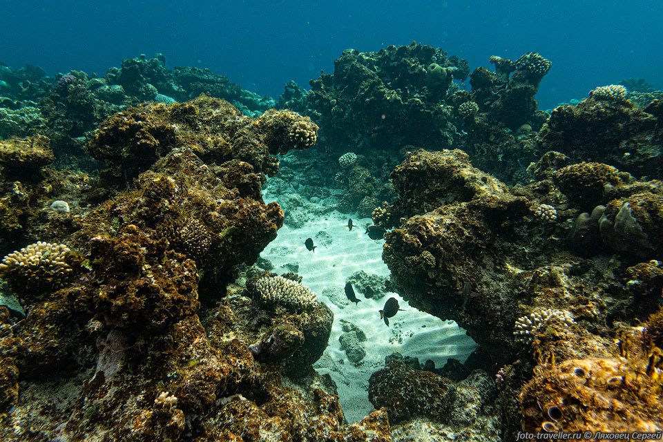 Риф Сад Угрей (Eel Garden Reef) в Дахабе.
Расположен недалеко от центра города.
Риф в целом не очень интересен.