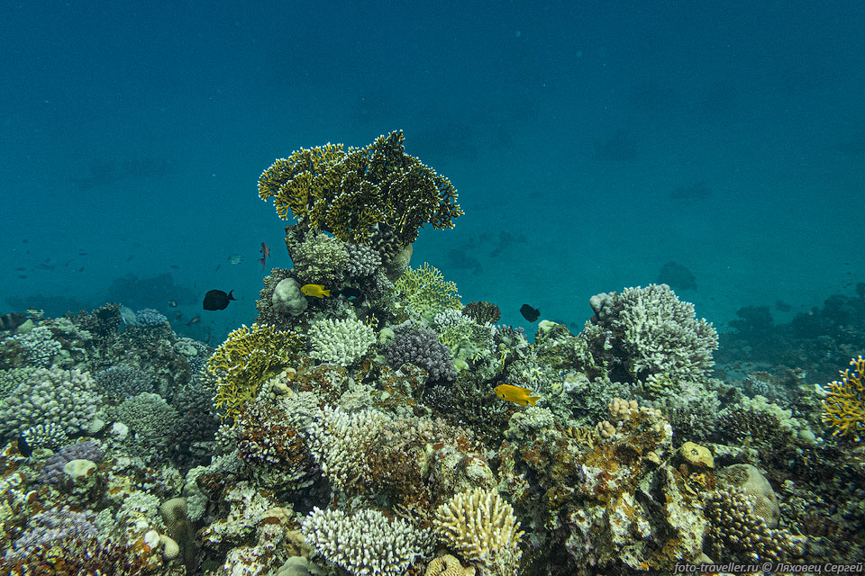 Синайское побережье находится на грани экологической катастрофы. 
Из-за туризма, рыбного промысла и иных факторов. 
По оценкам, большая часть рифов Синайского побережья будет уничтожена в ближайшее 
десятилетие.