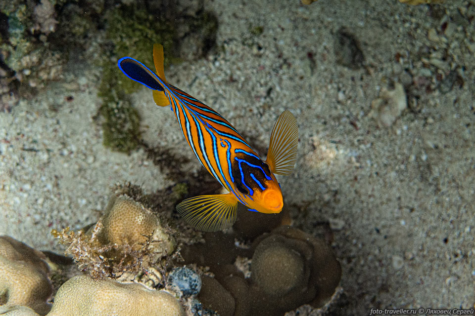 Королевская рыба-ангел (Pygoplites diacanthus, Royal angelfish) 
на рифе Сад Угрей (Eel Garden Reef) в Дахабе