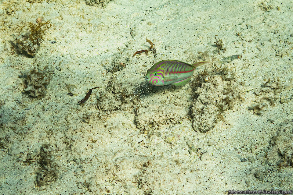 Талассома Клунингера (Thalassoma rueppellii, Klunzinger's wrasse, 
Губан Руппелла).
Риф Наполеон (Napoleon Reef) расположен на южной оконечности Дахаба.