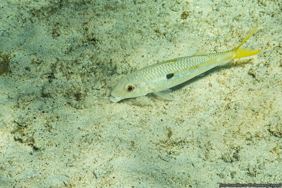 Барабуля желтополосая (Mulloidichthys flavolineatus, Yellowstripe 
Goatfish) на рифе Наполеон в Дахабе.
Имеет размеры до 35 см. Обитает на глубине до 36 метров.
