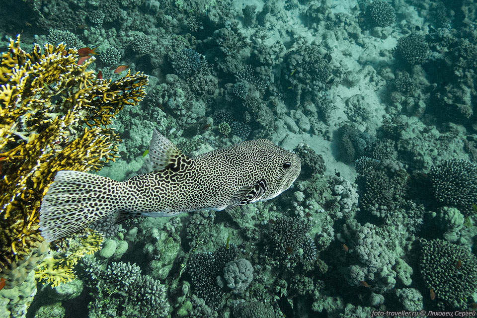   Звёздчатый иглобрюх (Arothron stellatus, Stellate puffer 
fish, Starry puffer, Starry toadfish) на рифе Наполеон (Napoleon Reef) в Дахабе