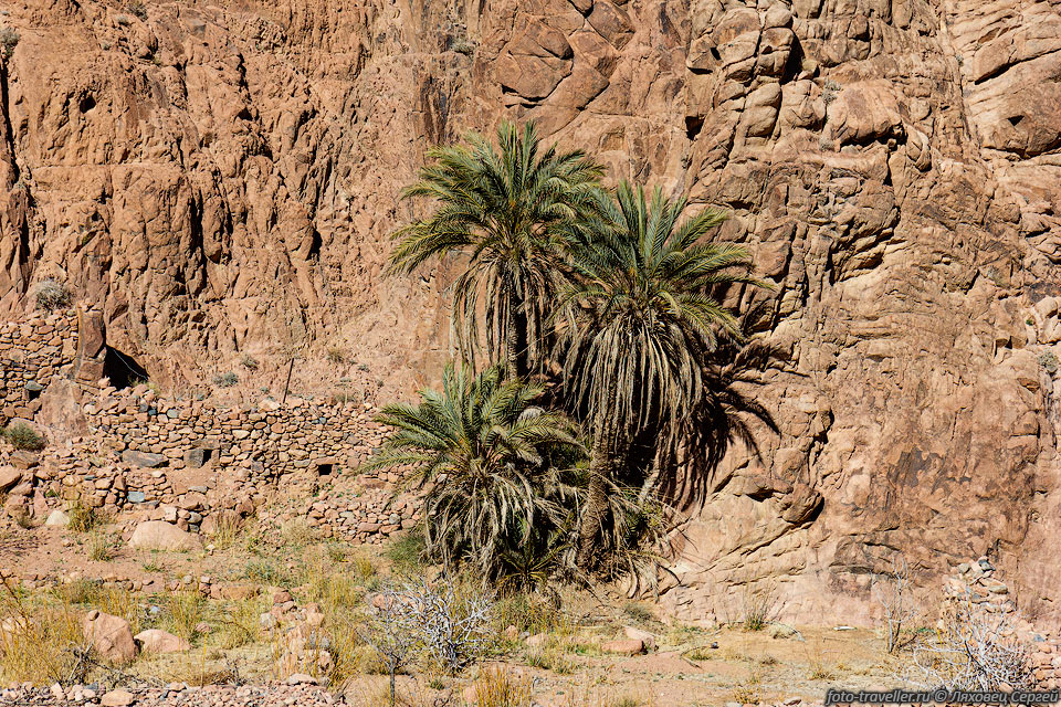 Одинокие пальмы в Вади эль-Тубуг (Wadi El Tubug)
