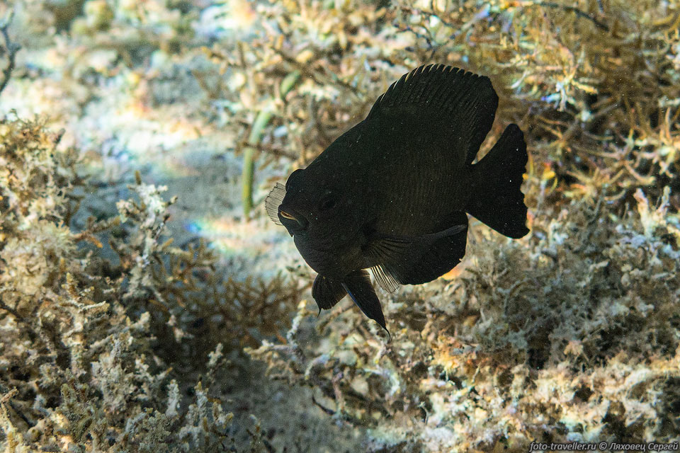 Рыба ласточка черная, Зулусская рыба ласточка (Black damsel, Neoglyphidodon 
melas) 
встречается во всех тропических морях.
