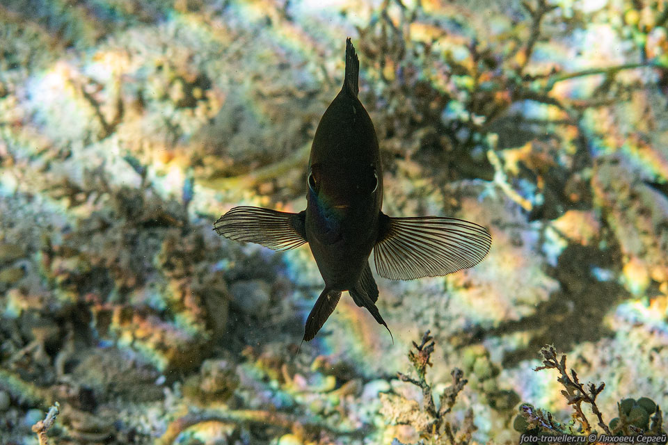 Серьезная Черная рыба-ласточка на рифе Острова