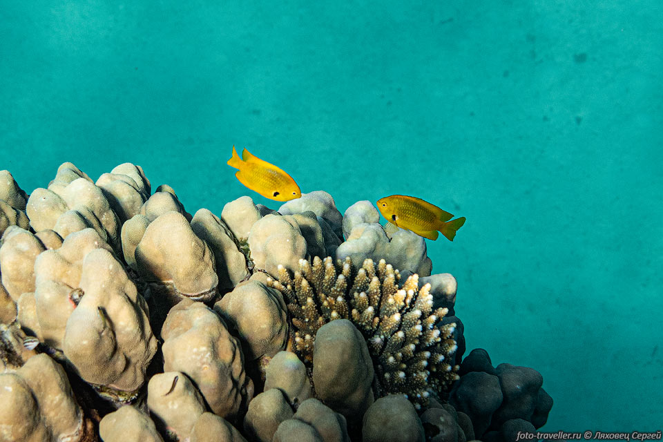 Лимонная рыба-ласточка (Pomacentrus sulfureus, Sulfur damsel) 
на рифе Острова (Дахаб)