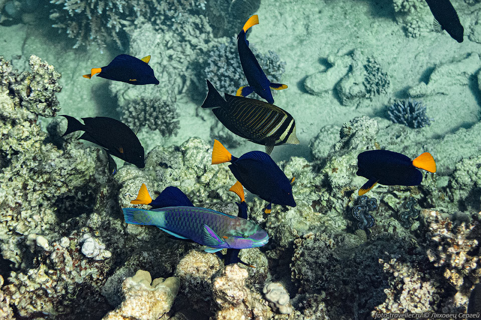 Разноцветные рыбки на рифе Острова (Дахаб)