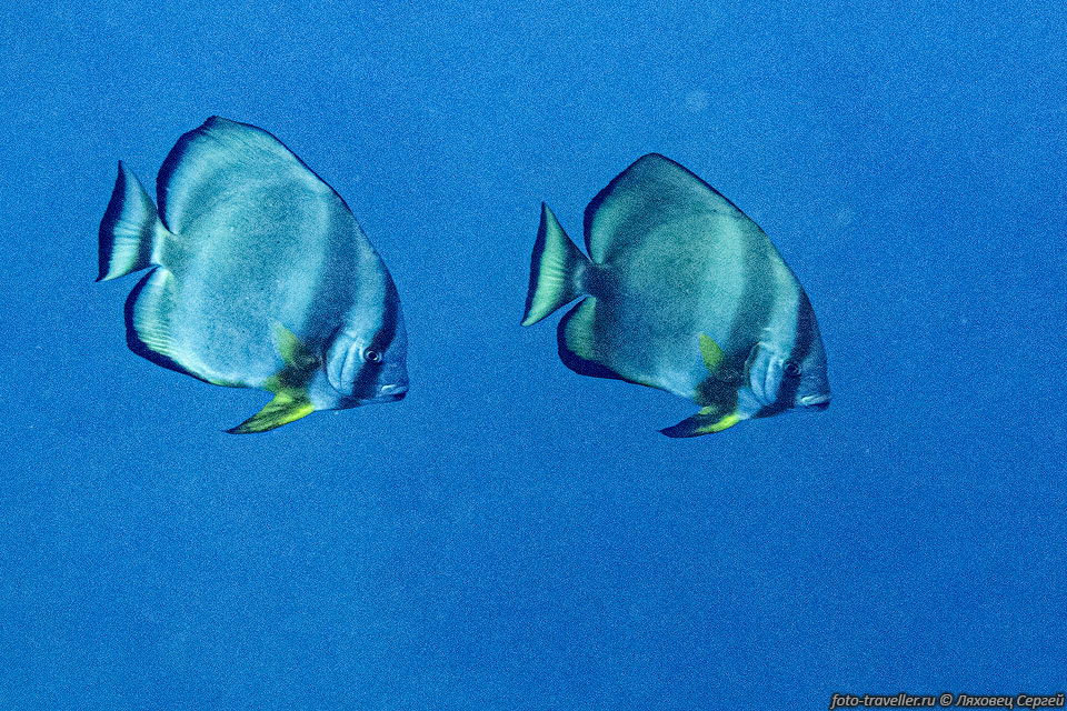 Голубой платакс (Platax orbicularis, Orbicular batfish).