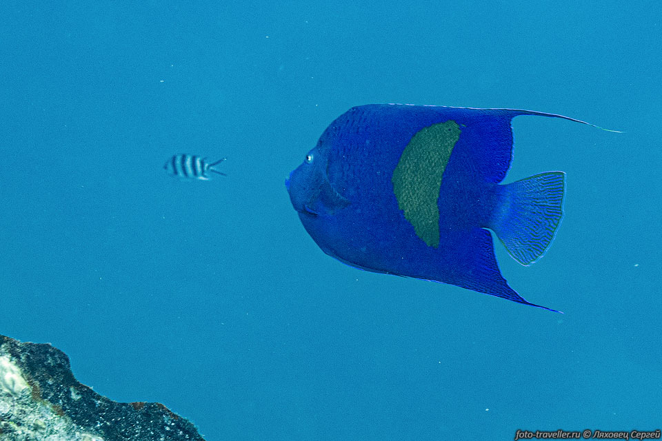 Желтополосый помакант, арабская рыба-ангел (Pomacanthus maculosus) 
- 
самый крупный представитель семейства помацентровых в Красном море.