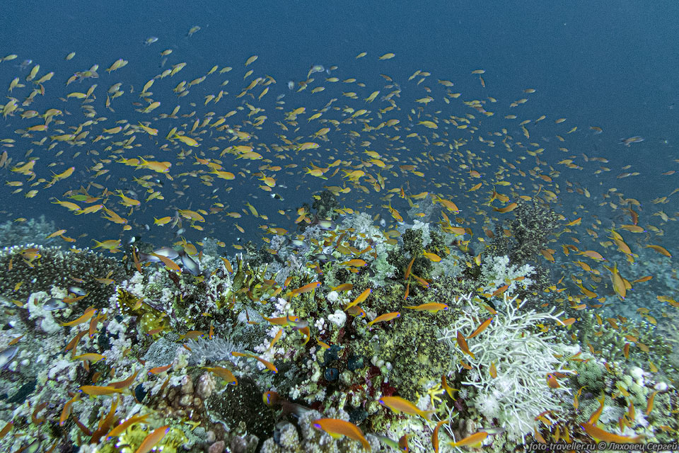 Большая стая Драгоценного псевдантиаса (Pseudanthias squamipinnis, 
Sea goldie, Jevel fairy basslet) на рифе Шаркс и Иоланда (нацпарк Рас-Мохаммед)