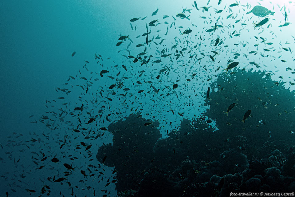 Облако рыбок на рифе Шаркс и Иоланда (нацпарк Рас-Мохаммед)