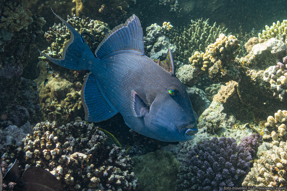  Голубой псевдобалист (Pseudobalistes fuscus, Blue-and-gold 
triggerfish, Blue triggerfish) в парке Рас-Мохаммед.