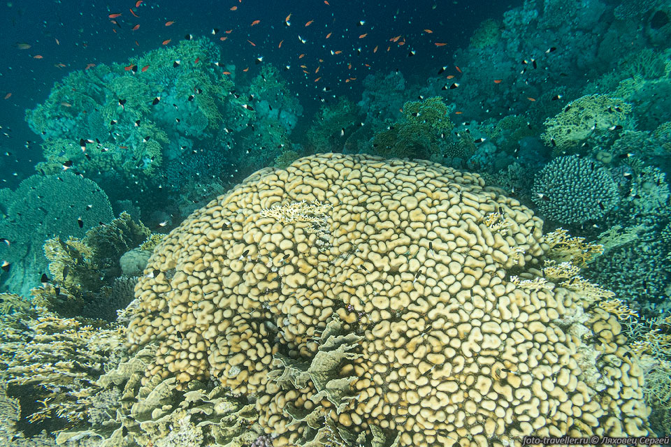 Большой коралл