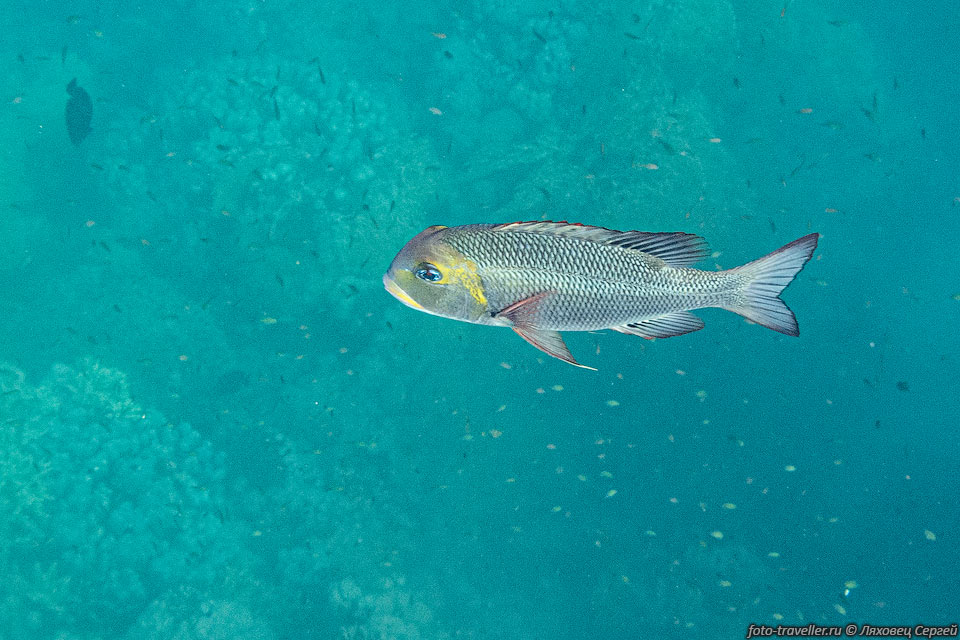 Рыба (Emperor fish) относится к семейству морских лучепёрых рыб 
Летриновые (Lethrinidae)