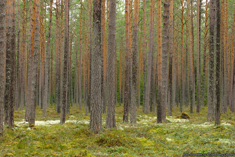 Сосновый лес в национальном парке Лахемаа (Lahemaa).