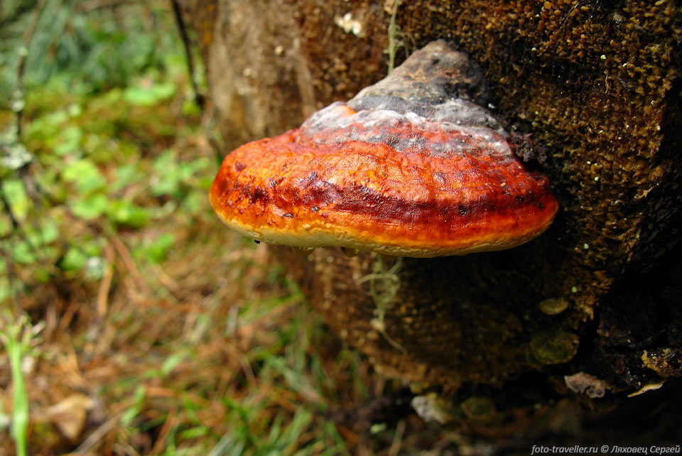 Красный древесный гриб.