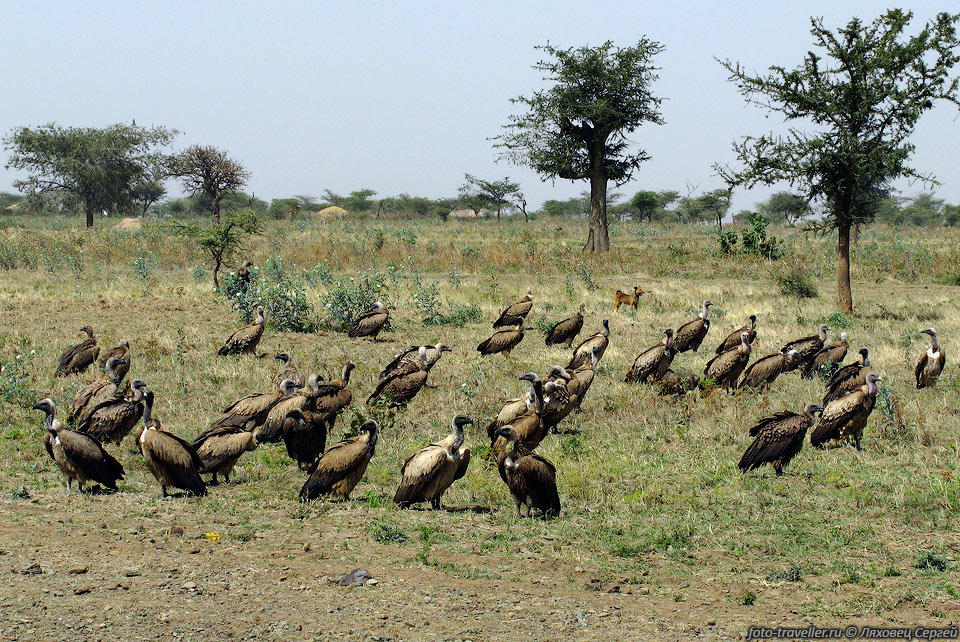 Грифы ожидают свой ужин.
Гриф белобокий африканский (White-backed Vulture, Pseudogyps africanus, Gyps africanus).