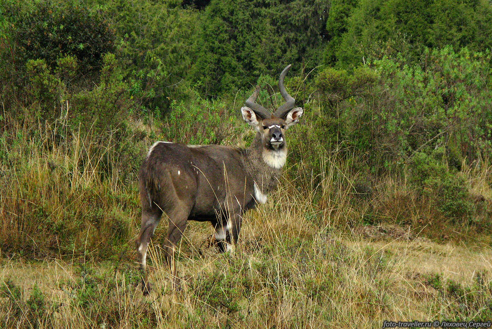Ньяла Горная (Mountain Nyala, Tragelaphus buxtoni).
Возле офиса парка легко увидеть всяких животных.