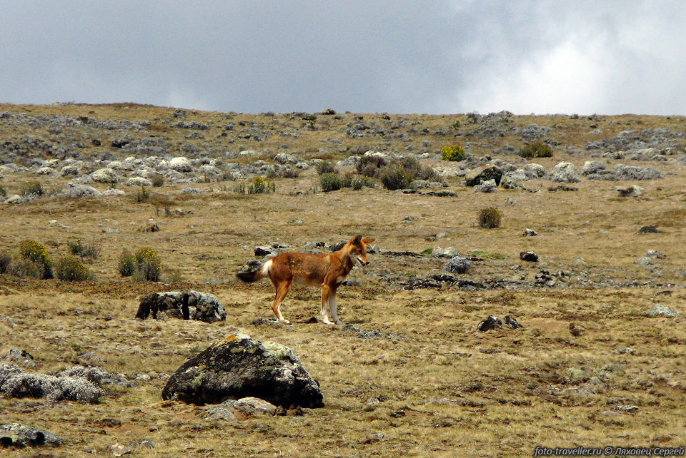 Эфиопский волк 
(Абиссинский волк, Красный шакал, Шакал Эфиопский, Эфиопская лисица, Semien Fox, 
European Red Fox).