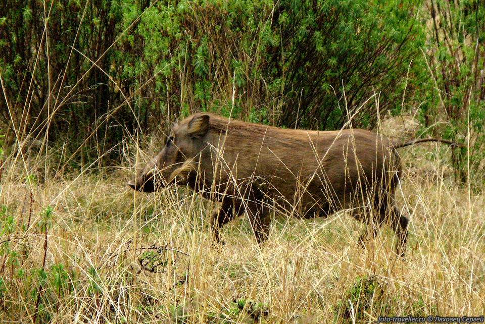 Убегающий бородавочник.
В национальном парке Бале проживает более двадцати видов крупных животных,
правда часть из них можно обнаружить только по следам.