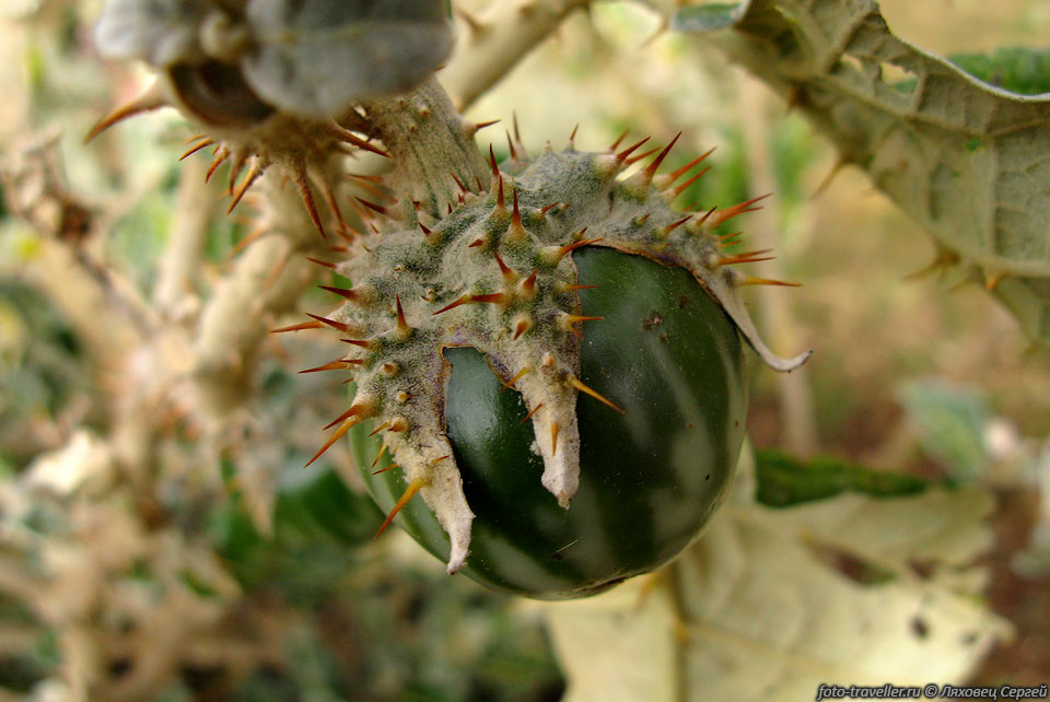 Колючий плод паслена окаймленного (Solanum marginatum, White-margined 
Nightshade).
Такое колючее, а листья все же объедены животными.